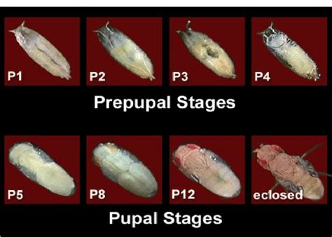 4: photographs of different stages of pupation [24] | Download ...