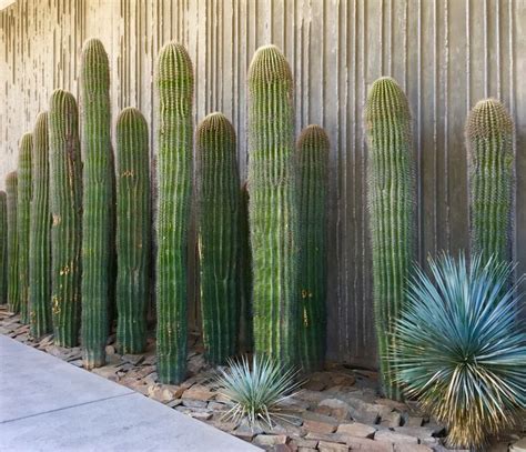 Cactus garden | Desert landscaping, Cactus garden, Outdoor gardens