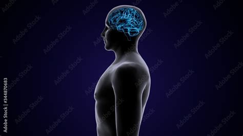 3D Illustration Human Brain Anatomy Stock Illustration | Adobe Stock