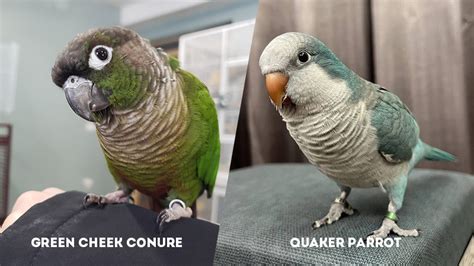 Green Cheek Conure Vs Quaker Parrot Which Bird Should You Choose The