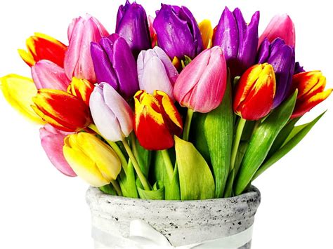 Beautiful Tulip Flowers Hd Images Home Alqu