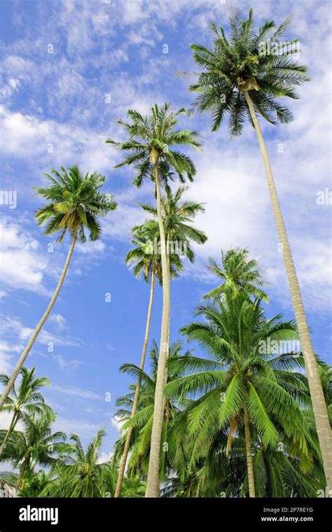 Tall Palm Trees On A Beach Stock Photo Alamy