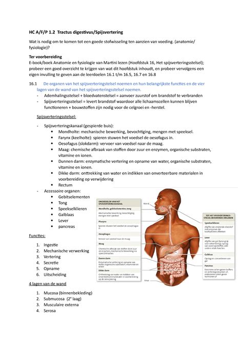 Hc Tractus Digestivus Hc A F P Tractus Digestivus