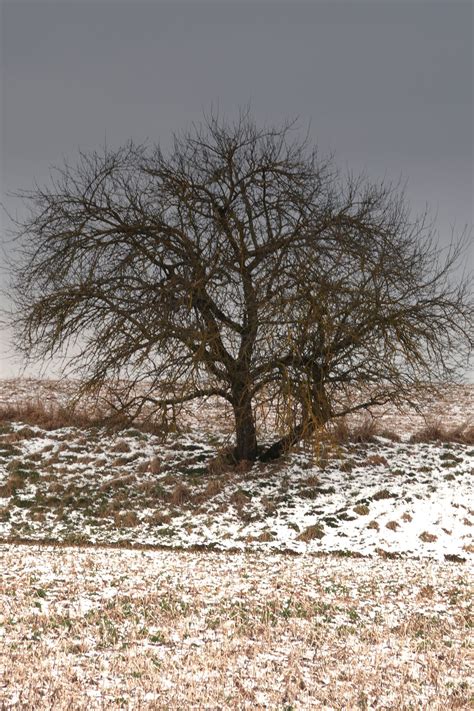 Mein Freund Der Baum Teil Ii Schwabm Nchen