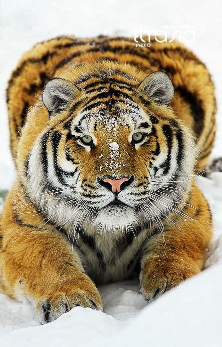 114 Best Nature Tiger Golden, Siberian images in 2020 | Big cats ...