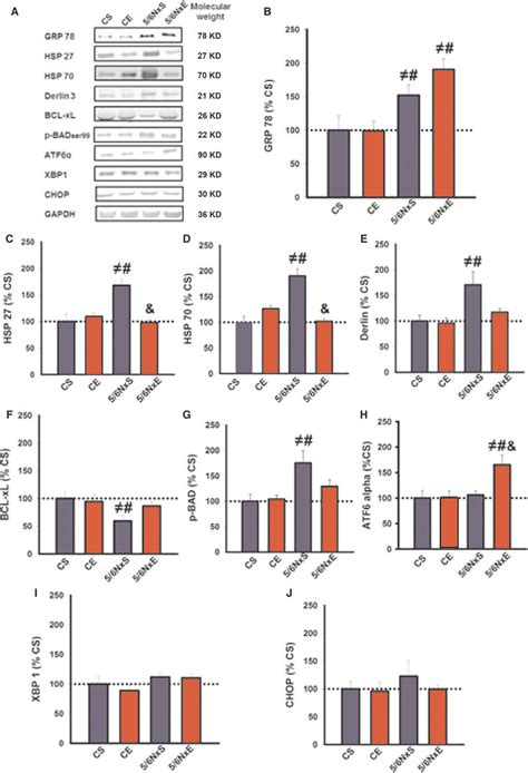 Representative Immunoblots A And Quantifications Of Grp78 B Hsp27 Download Scientific