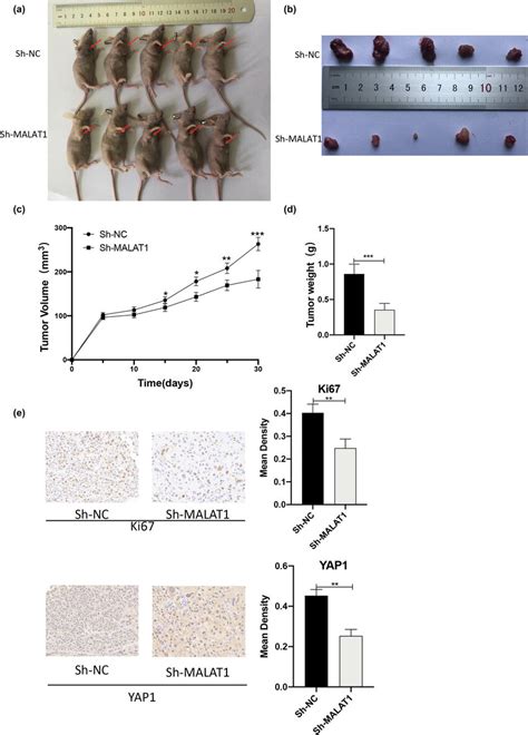 Knockdown Of Malat Inhibits The Growth Of Mpm Cells In Vivo A And B