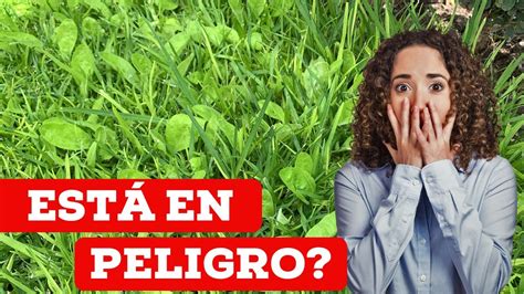 Top Estrategias Para Eliminar La Mala Hierba Del Pasto Youtube