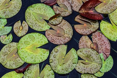 Rain On Lily Pads Robert Anderson Photography