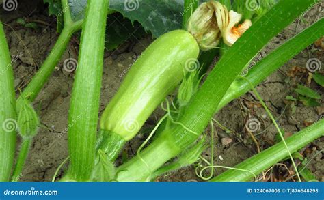 Courgette Zucchini Gardening Organic Green Courgette Growing In Garden Natural Vegetables