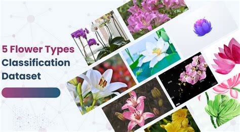 5 Flower Types Classification Dataset | AI Training Data