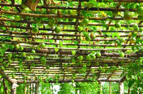 I M A Sucker For Passionfruit Vines Passionfruit Vines On Bamboo Ceiling Patio Architectural