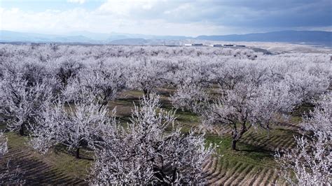 Malatya Da Kay S A A Lar I Ek A T Trt Haber Foto Galeri