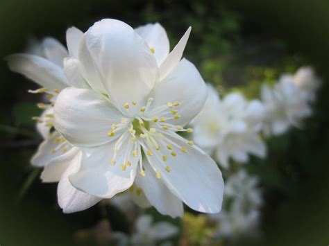 Mock Orange Blossoms #1 Photograph by MTBobbins Photography - Fine Art ...