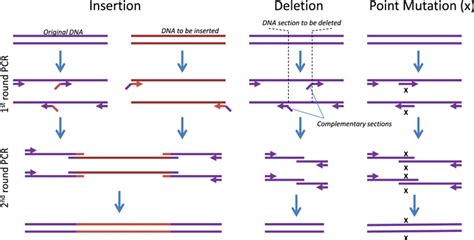 Using Splicing Overlap Extension Pcr To Create Mutations A Insertion