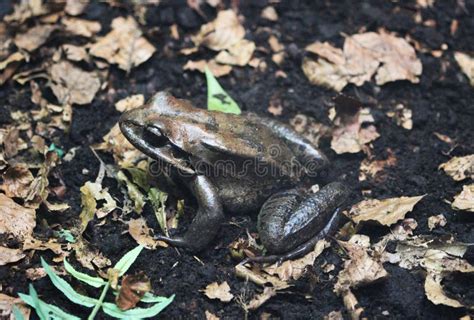 Leptodactylus fallax stock image. Image of common, amphibian - 94878777