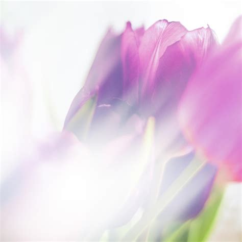 Premium Photo | Purple tulip bouquet