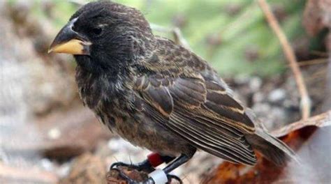 Evoluzione in diretta fra i fringuelli di Darwin - RomaDailyNews