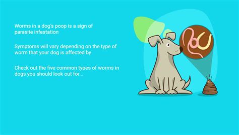 Identify Dog Worms In Poop