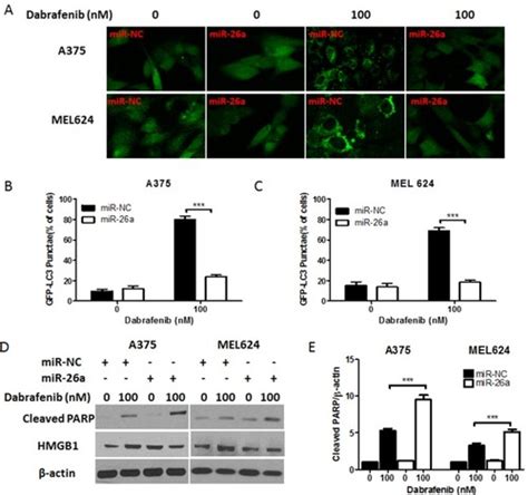 Full Article Mir A Sensitizes Melanoma Cells To Dabrafenib Via