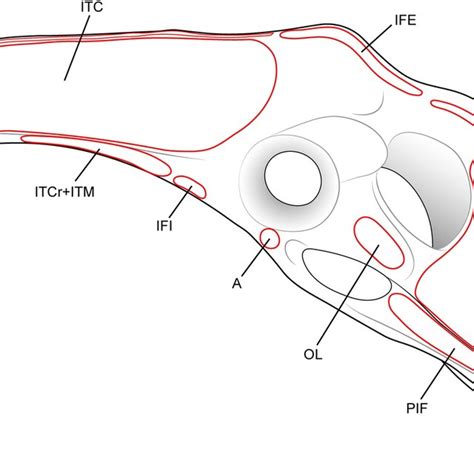 Superficial Muscles Of The Left Hindlimb Of Geranoaetus Melanoleucus In