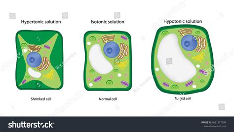 85 Hypotonic Plant Cell Images, Stock Photos & Vectors | Shutterstock