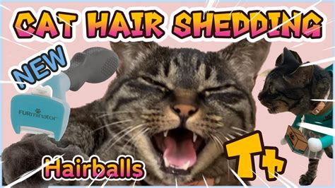 NEW FURminator Reviews For Cats🐱Cat's Shedding Season【 With English ...