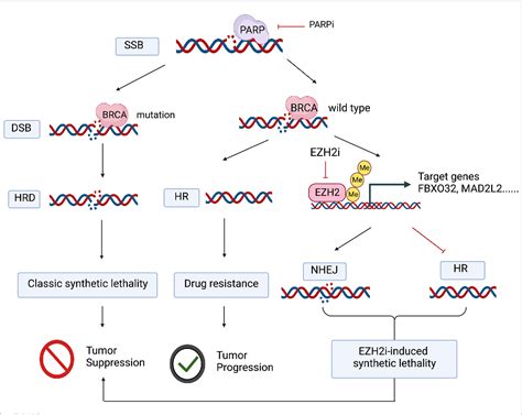 Figure 1 From Combined Inhibition Of Parp And Ezh2 For Cancer Treatment