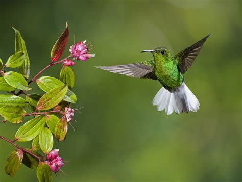 Beija Flor É Simples Ou Composto - Beija-flor - ecologia, características, fotos - InfoEscola