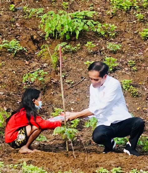 Presiden Jokowi Tanam Pohon Bersama Masyarakat Ntb Mnctrijaya