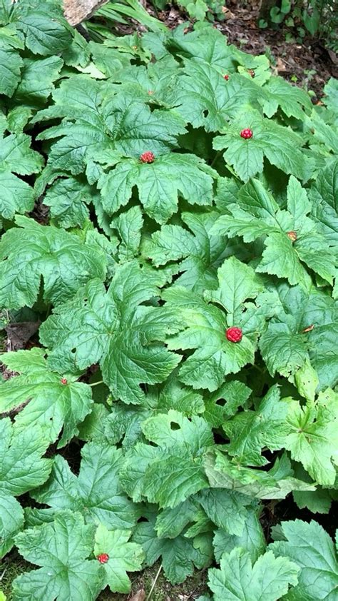 Goldenseal Plant In 2023 Plants Herbs Starter Plants