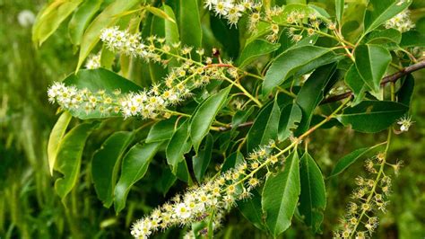 Black Cherry Tree (Prunus serotina): Growing and Care Guide