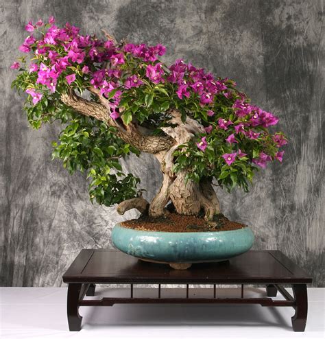 A Bonsai Tree With Purple Flowers In A Blue Bowl