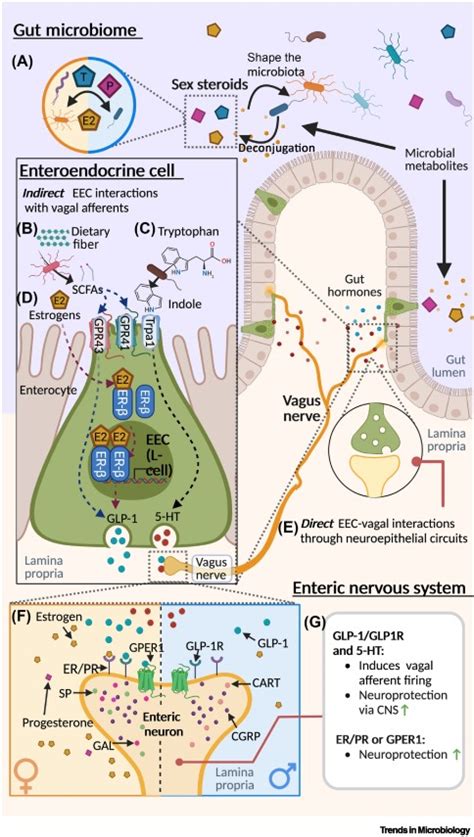 Sex Shapes Gut Microbiota Brain Communication And Disease Trends In Microbiology