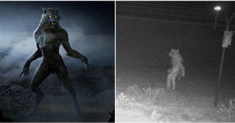 A Real Life Werewolf Was Spotted Outside A Zoo And Its Scary Af R