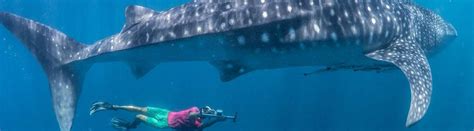 Riviera Maya Swim With Whale Sharks Adventure Riviera Maya Snorkeling Deals