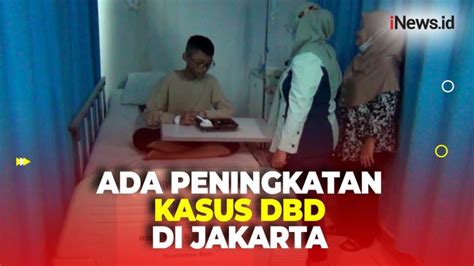 Kasus Dbd Mei Naik Kemenkes Ingatkan Untuk Waspada Demam Berdarah