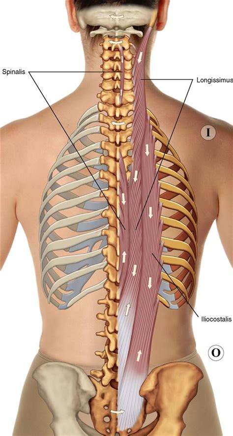 8. Muscles of the Spine and Rib Cage | Musculoskeletal Key