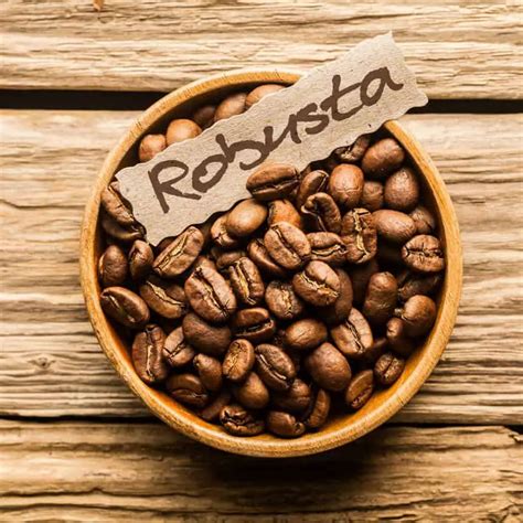 O Que Significa Robusta - Exploring the History of Robusta Coffee in Vietnam - Craft Coffee Guru