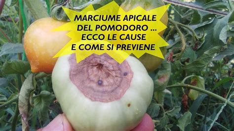 Marciume Apicale Del Pomodoro Le Cause E Come Prevenirlo Youtube