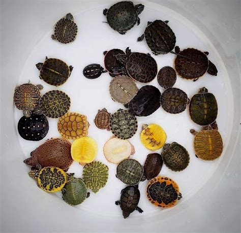 Turtles of different colors. Amazing or not? : r/Mindalteringsituation