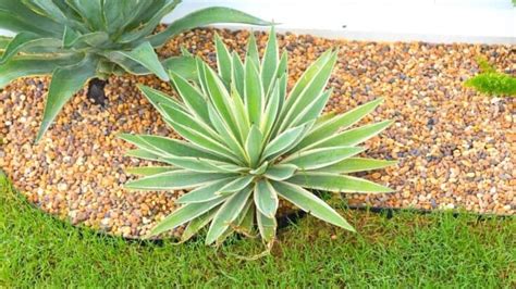 Agave Desmettiana Care from A to Z | Plantophiles Blog