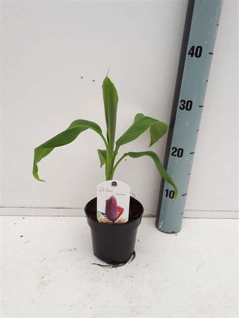 Musa Sikkimensis Plant Wholesale Floraccess