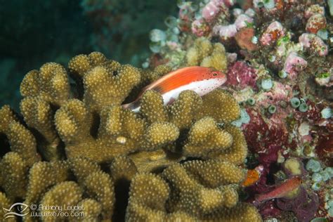 Tout Savoir Sur Le Corail Et Les Récifs Coralliens Biologie Marine