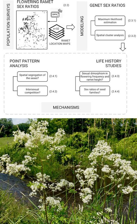 The Spatial Ecology Of Sex Ratios In A Dioecious Plant Relations