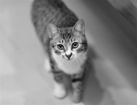 grey tabby cat  stock photo