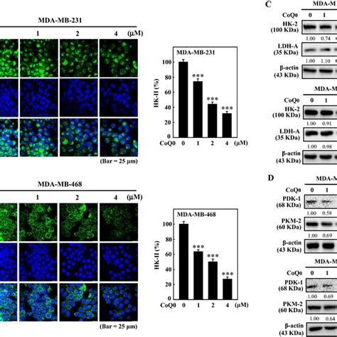 CoQ0 Inhibits The Expression Of Glycolytic Enzymes HK 2 LDH A PDK 1