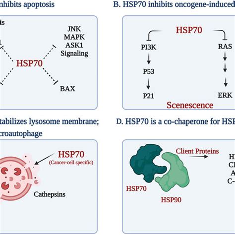 Role Of HSP70 Proteins In Cancer Development And Regulation Murphy