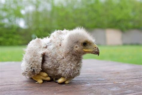 Baby Hawk: The Complete Guide - Bird Nature