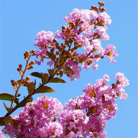 muskogee crape myrtle tree 9
